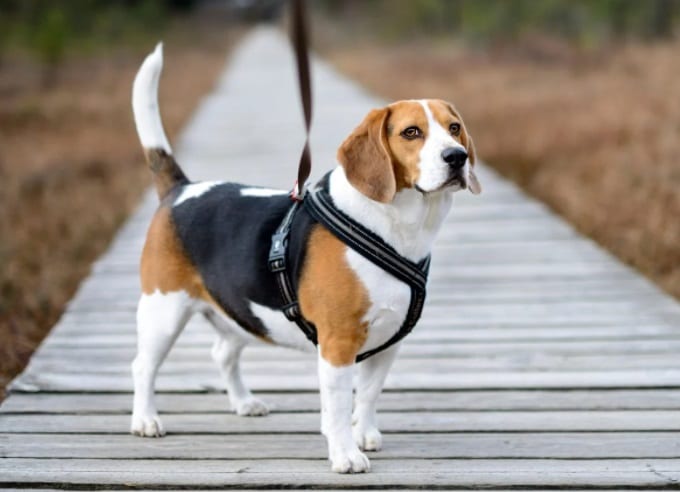 beagle dans un harnais pour chien.jpg