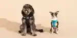 harnais pour chiens-2048px-7126-2x1-1.jpg